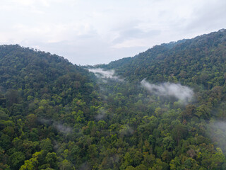 Misty clouds drift through lush green hills. Forest canopy blankets rolling mountain slopes © Cloudyew