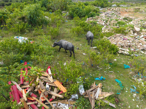 Two buffaloes roam through cluttered, overgrown terrain. Plastic, wood.