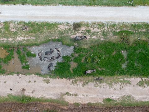Aerial view of wild boars in muddy, grassy terrain. Animals forage near a shallow water pool.