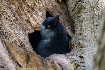Jackdaw at nest hole © Gary
