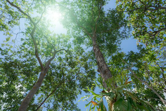 Low angle view of tall green trees and tropical forest canopy under bright summer sunlight, natural woodland environment representing ecology, oxygen production and environmental conservation