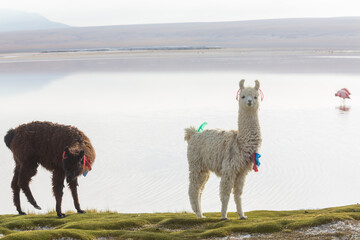 Naklejka premium Alpaca