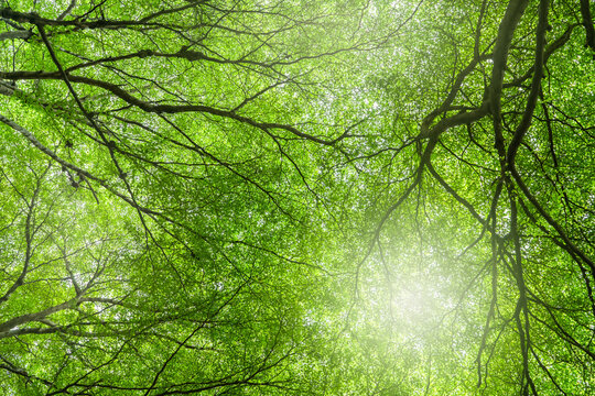 Lush green tree canopy with fresh leaves and spreading branches viewed from below in tropical forest during summer, natural environment for ecology, oxygen production and carbon reduction concept