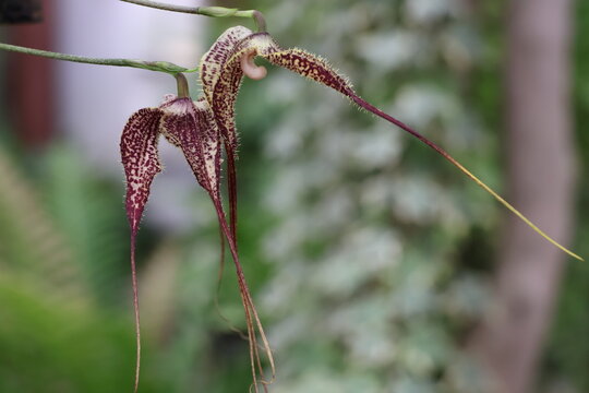 Dracula Chimera Flower