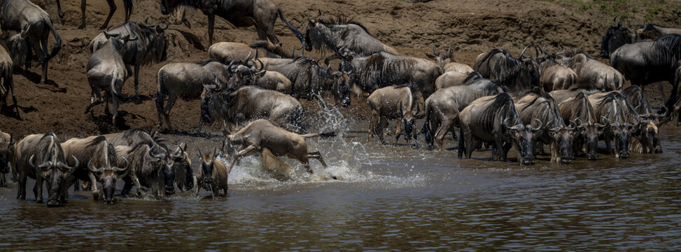 View of wildebeests crossing the River Mara in Narok County, Kenya.