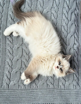 Adorable Siamese kitten showing its belly on a cozy blanket, pet hygiene and parasite prevention.
