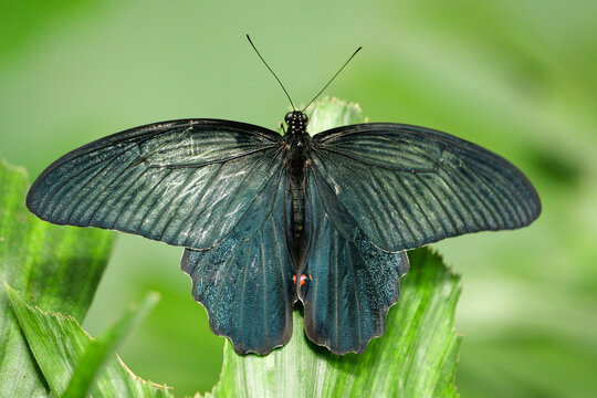 Blue swallowtail material: deep blue metallic sheen with black wings, close-up of a swallowtail butterfly spreading its wings