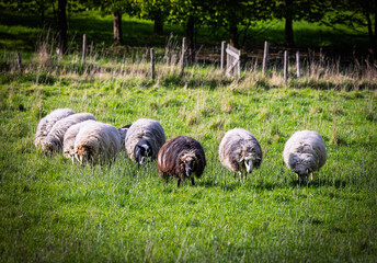 Sheep grazing on green pasture in Herdecke, Germany © Michael Niehaus