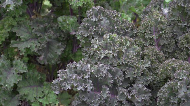 Crisp purple kale leaves show intricate frilled edges in a static close-up shot. Overcast lighting emphasizes the rich violet stems and textured foliage.