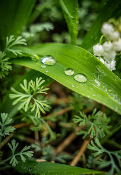 water drops on a green leaf