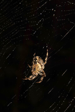 Close up of a garden spider on a spiderweb web on a dark background arachnid