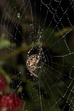 Close up of a garden spider on a spiderweb web on a dark background arachnid