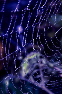 Close up of a garden spider on a spiderweb web on a dark background arachnid