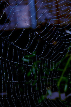 Close up of a garden spider on a spiderweb web on a dark background arachnid