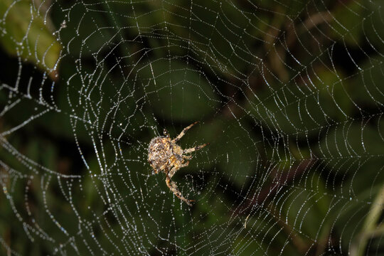 Close up of a garden spider on a spiderweb web on a dark background arachnid