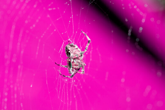 Close up of a garden spider on a spiderweb web on a dark background arachnid