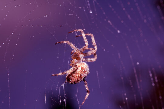 Close up of a garden spider on a spiderweb web on a dark background arachnid