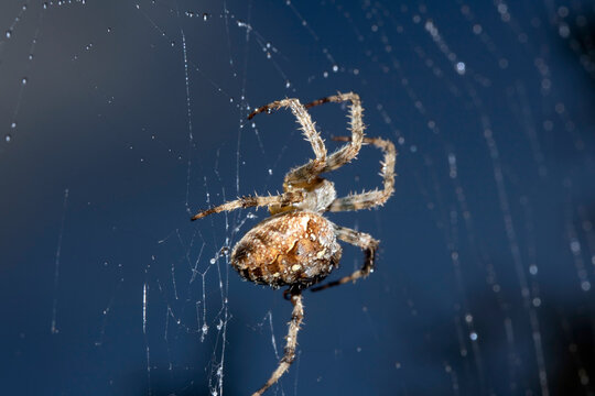 Close up of a garden spider on a spiderweb web on a dark background arachnid