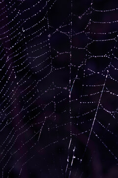 Close up of a garden spider on a spiderweb web on a dark background arachnid