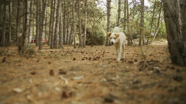Dog explores and sniffs the forest floor before walking toward the camera through a pine forest during a camping trip.