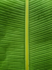 banana leaf texture © Suprianto
