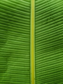 banana leaf texture