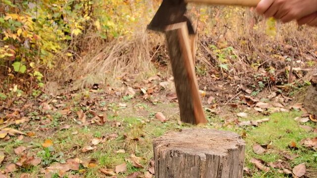Woodcutter splitting log into firewood pieces with axe on tree stump
