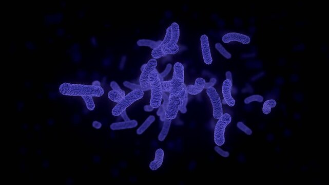 Cluster of violet bacteria slowly turning in the middle of a black background, rod shaped bacilli colony, microbiology and pathogen research animation