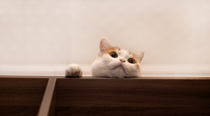 Ginger and white cat peeking over the edge of a dark wooden cabinet with one paw resting on top. Curious feline behavior and pet portrait concept. © Ekaterina Uteva
