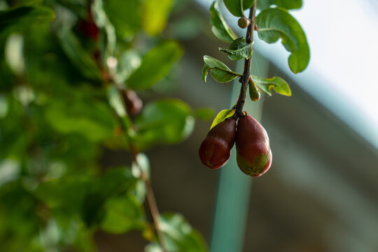 Young pomegranate fruit developing on tree branch in sunlight
