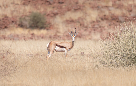 Springbok in Damaraland, Namibia, Africa