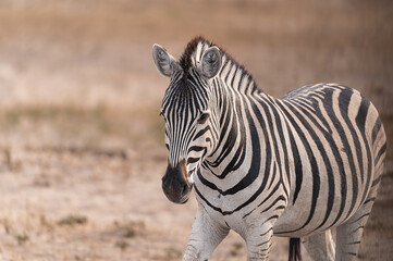 Plains Zebras in the dry Boteti River Bed, Botswana, Africa © dvlcom