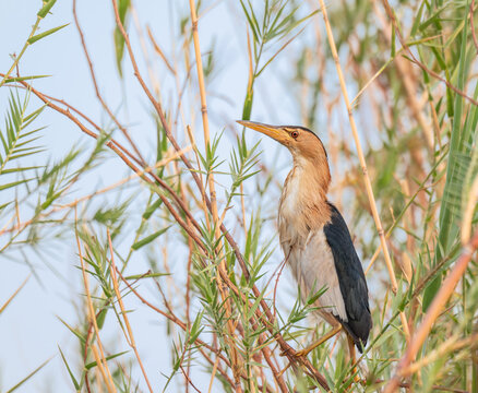 Squacco heron in the Cyperus papyrus plant by the Okavango - Cubango river in Botswana, Africa