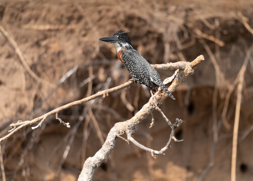 Giant kingfisher in a tree  in the Okavango Delta, Botswana, Africa