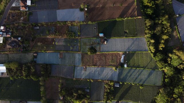Rural vegetable farms with rectangular plots of growing crops bordered by trees and woodland showing intensive agriculture and productive countryside in warm sunlight overhead drone view
