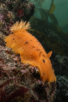 Orange nudibranch crawling over an encrusted rocky ledge