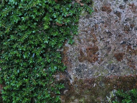Fresh green artillery plant (Pilea microphylla) growing alongside a weathered stone surface, featuring detailed tiny green leaves, moss textures, and natural outdoor background with copy space