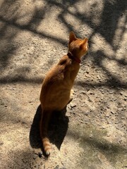 back cat © Maprang