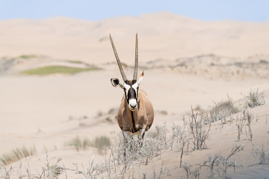 Oryx standing on a sand dune near Walvis Bay and Sandwich Harbour, Namibia, Africa
