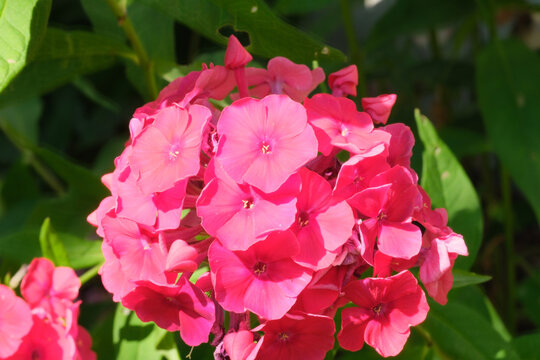 Pink garden phlox flower cluster in sunlight