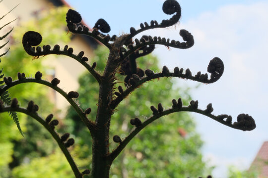 Tree fern fronds unfurling against a blue sky, spiral fiddleheads