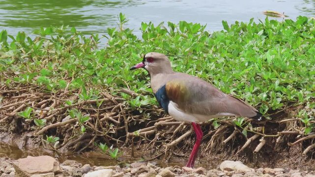 Bird with a mutilated foot, southern lapwing (Vanellus chilensis) on the riverbank