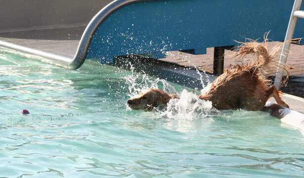 Hund springt in einen Pool zu seinem Ball