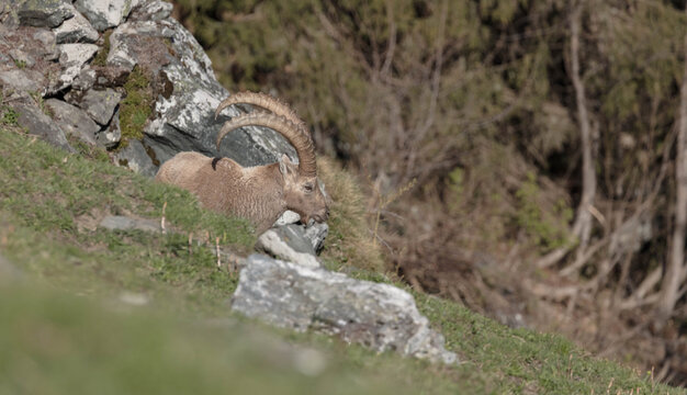 Animalier