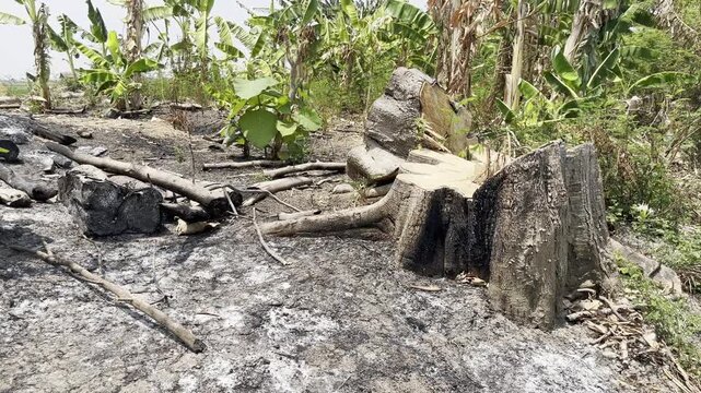 Large Deforested Tree Stump on Cleared Tropical Land