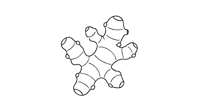Fresh ginger root with knobby branching sections and small nodes at each joint, drawn as a black line vector icon for cooking, herbal tea and spice recipes