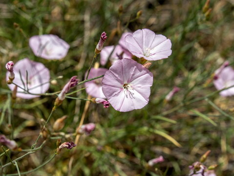 Close-up of pale pink bindweed flowers with buds blooming among grass and thin stems on a sunny day in the mountains of Uzbekistan.