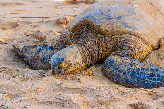 Hawksbill Sea Turtle Asleep on Kaanapali Beach at Sunset, Kaanapali, Maui, Hawaii, USA