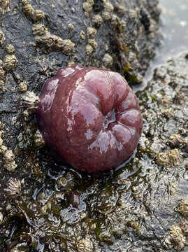 Sea anemone retracted into blob shape, resting rocky surface covered barnacles and algae