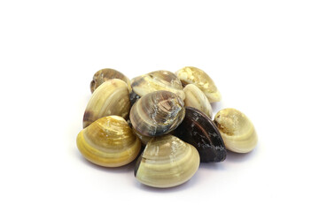 Closed up fresh baby clams. venus shell. shellfish. carpet clams. short necked clams. as raw food from the sea are the seafood ingredients. fresh clams isolated on white background © Pisan